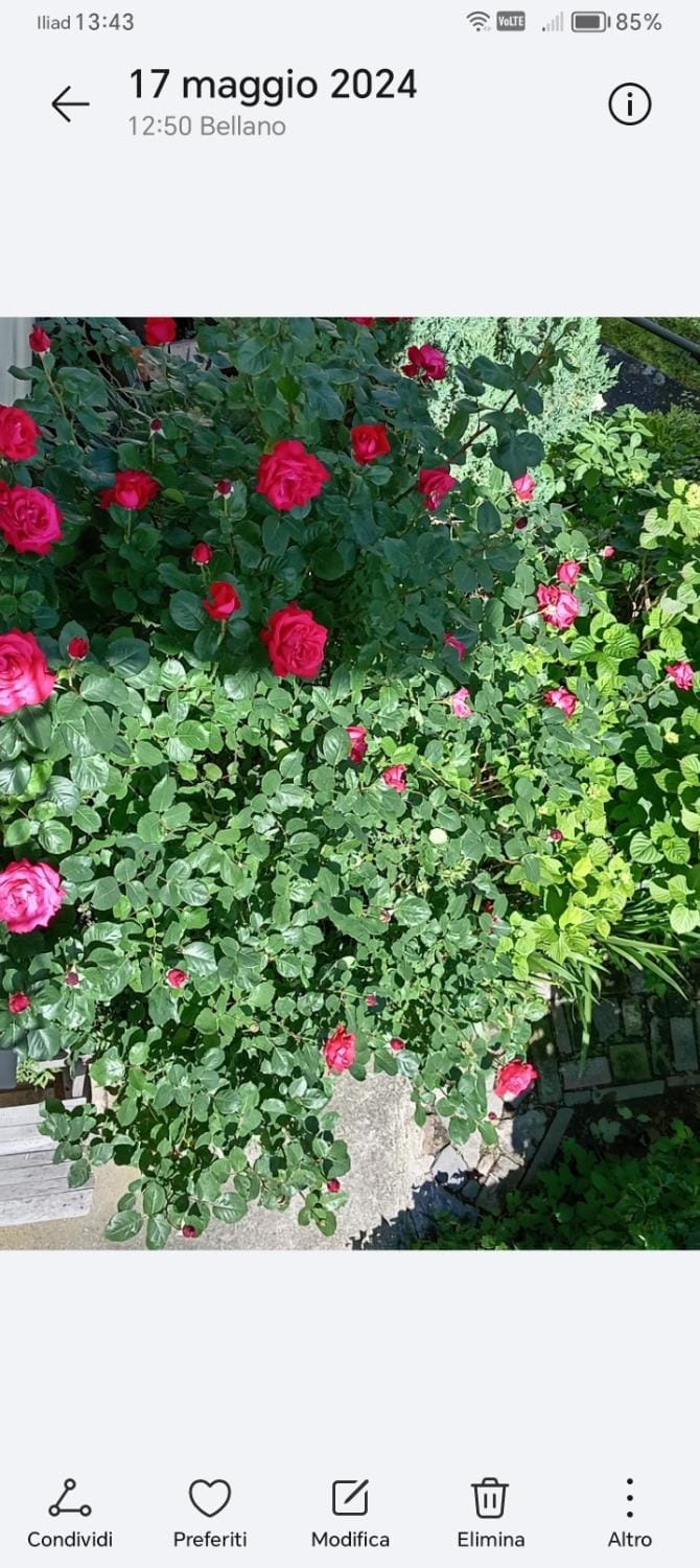 Carlotta House-LT Apartment in Bellano