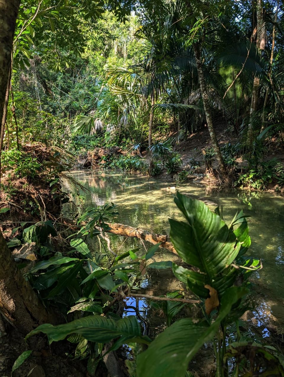 Natural landscape, River view