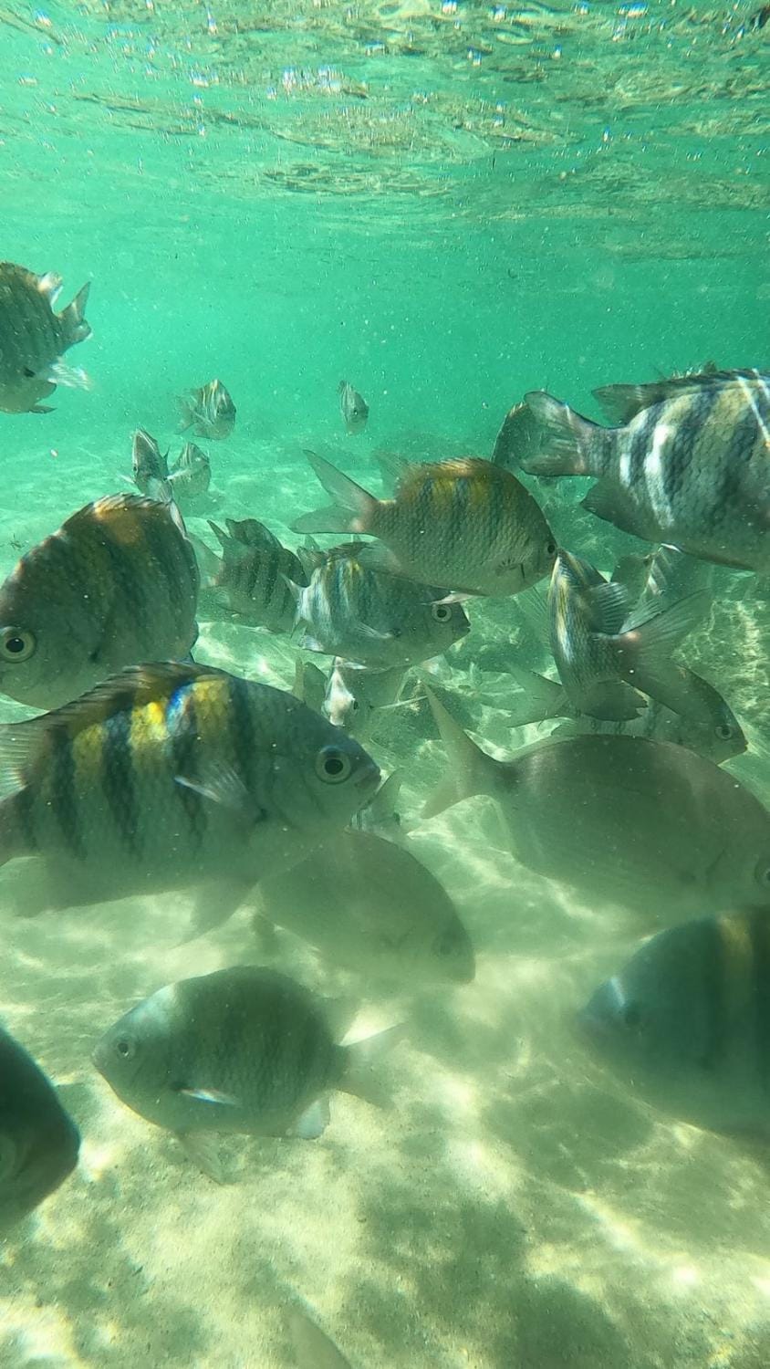 Glamping Sitio das Tartarugas Luxury tent in Angra dos Reis