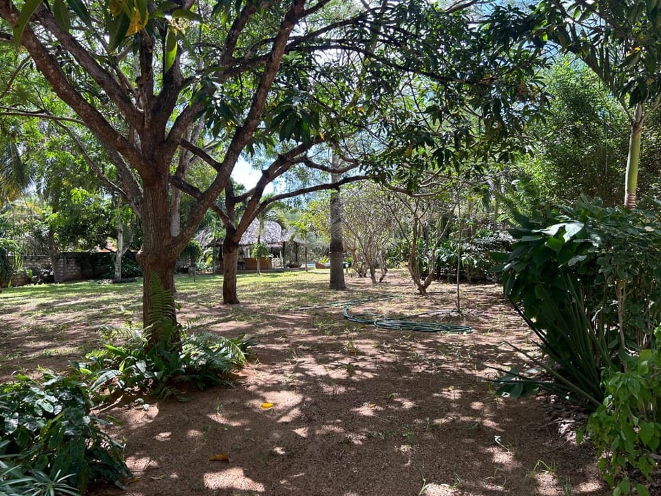 Day, Natural landscape, Garden view
