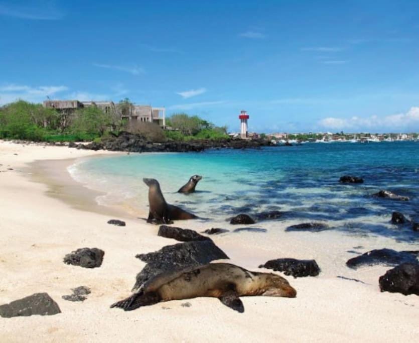 Casa Brankonrald Apartment in Galápagos Islands