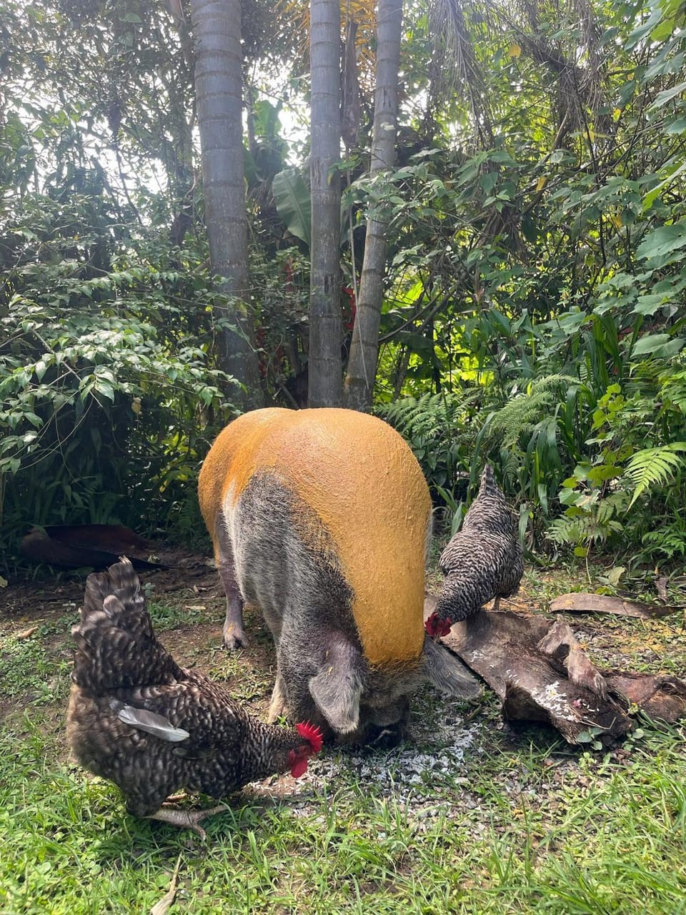 Natural landscape, Garden, Animals