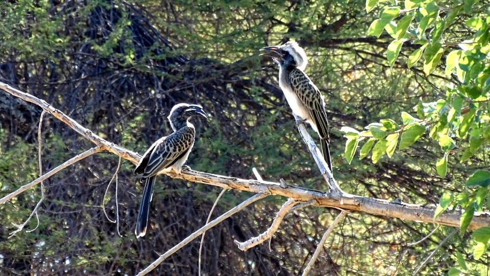 Animals