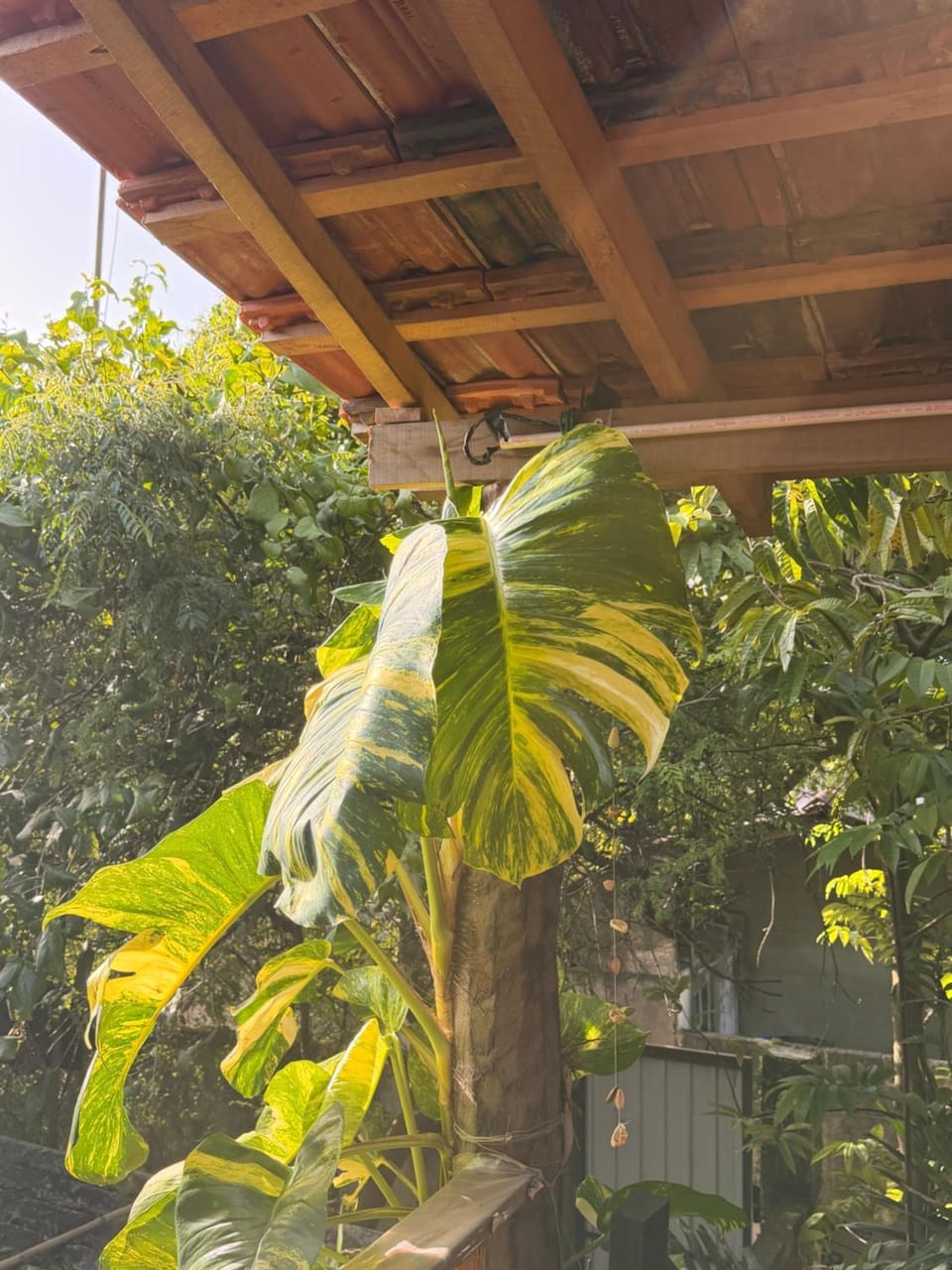 Parrot Tree House House in Mirissa