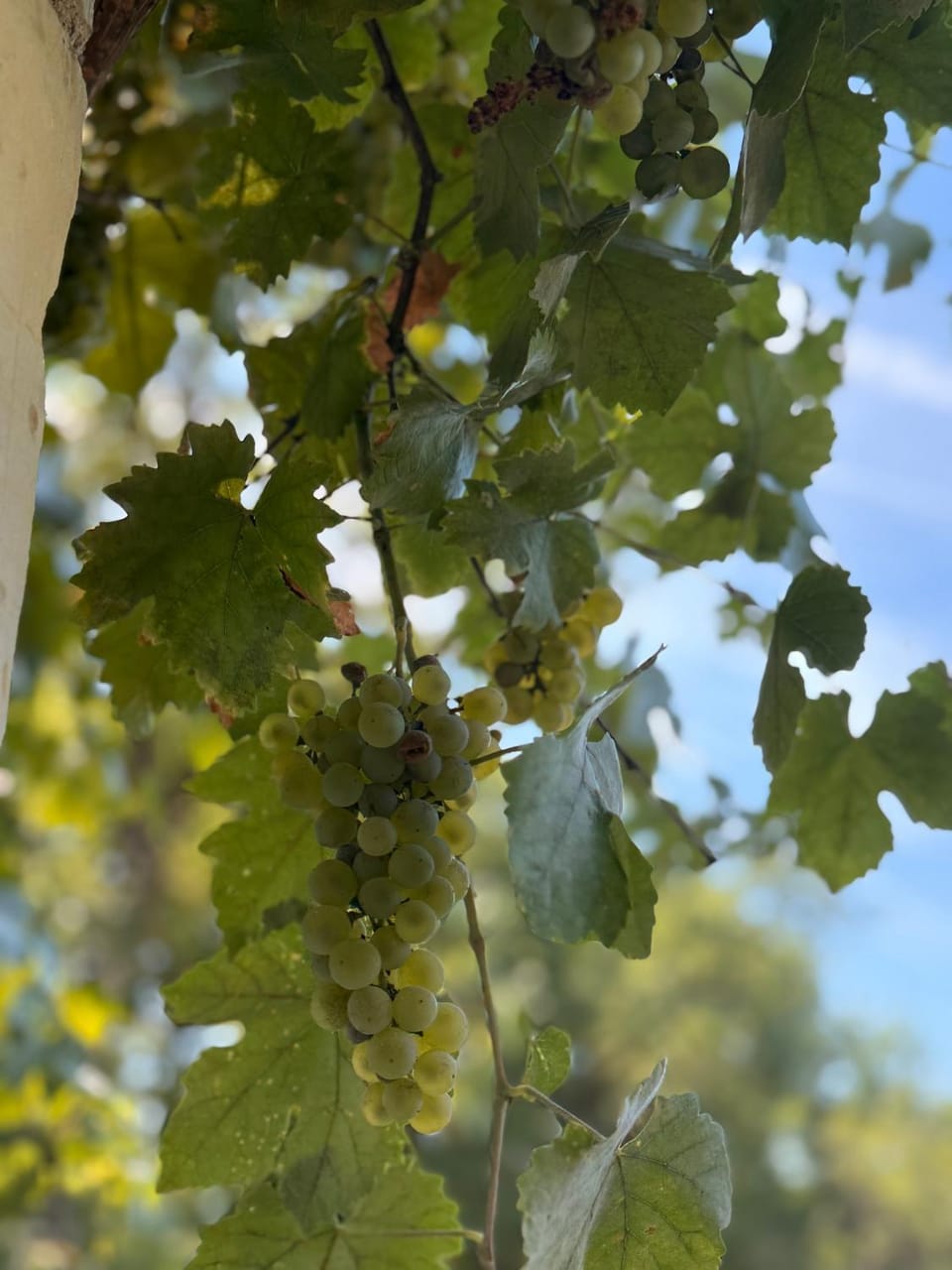 Day, Natural landscape, Garden view