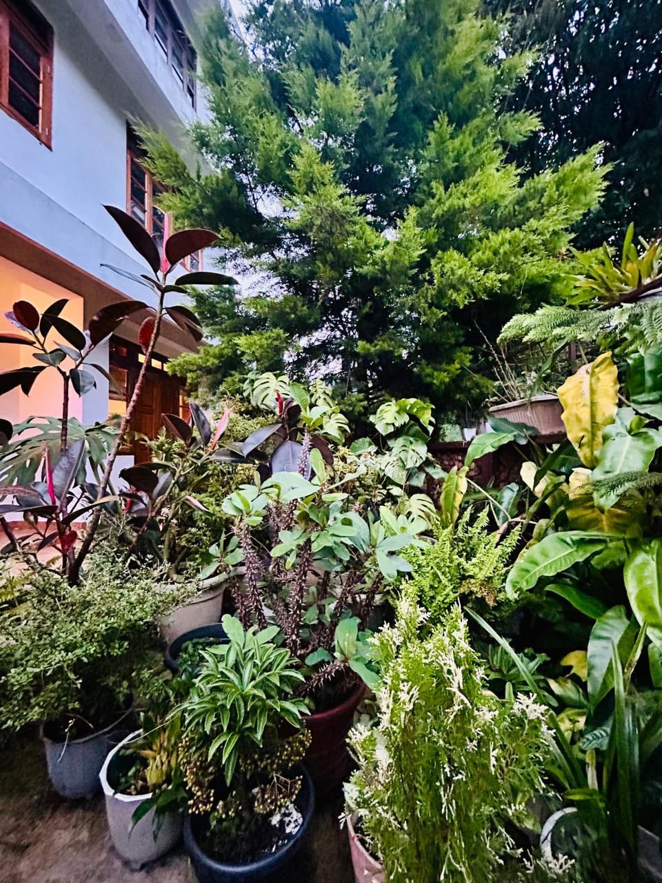 Apple Cherry Pine Green Homestay Vacation rental in Bangladesh