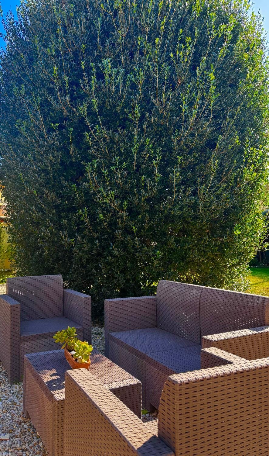 Spring, Day, Garden, Living room, Garden view