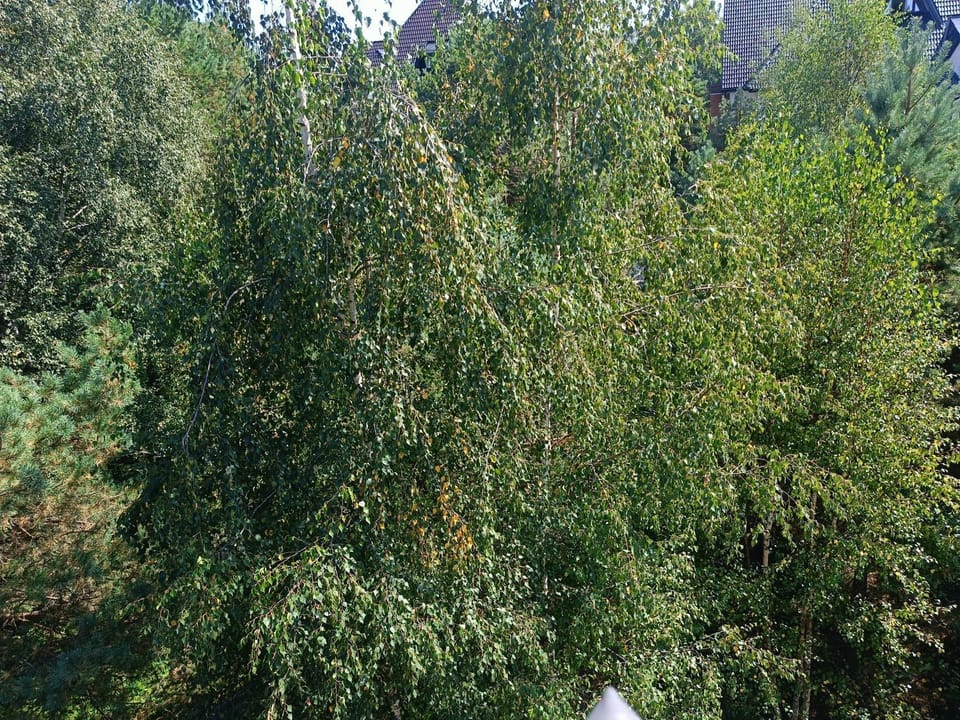 Natural landscape, Garden, Mountain view