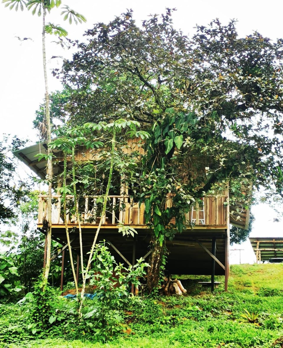 Papaya Lodge House in Alajuela Province