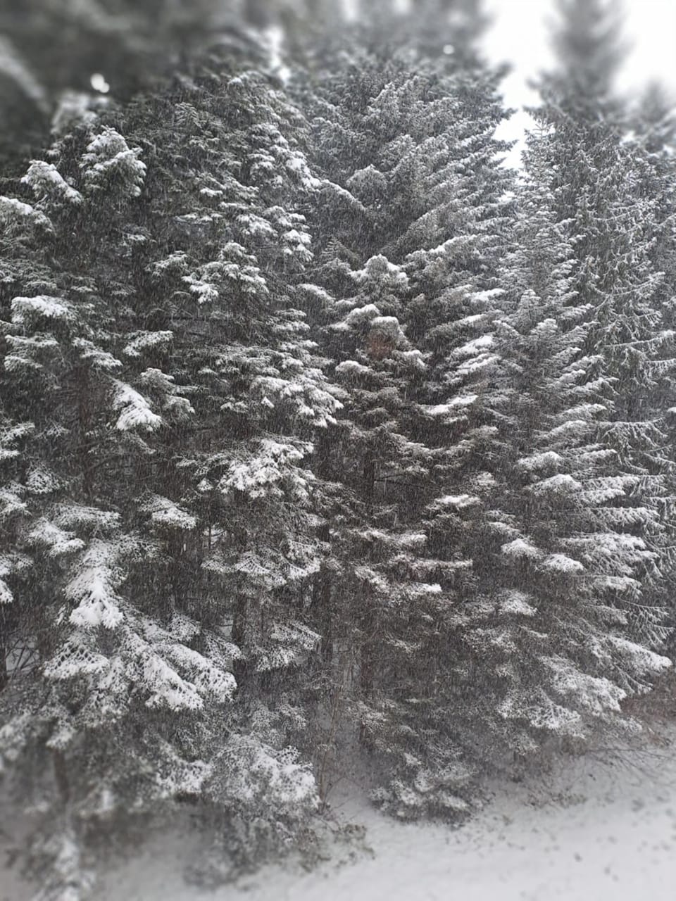 Natural landscape, Winter