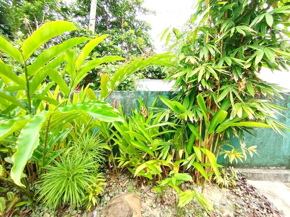 Mashi Home Stay Bed and Breakfast in Ahangama