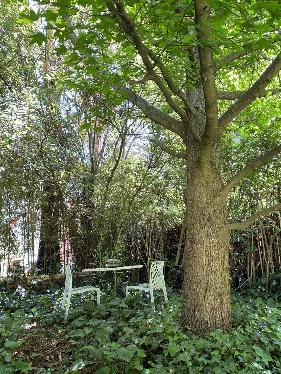 Garden view
