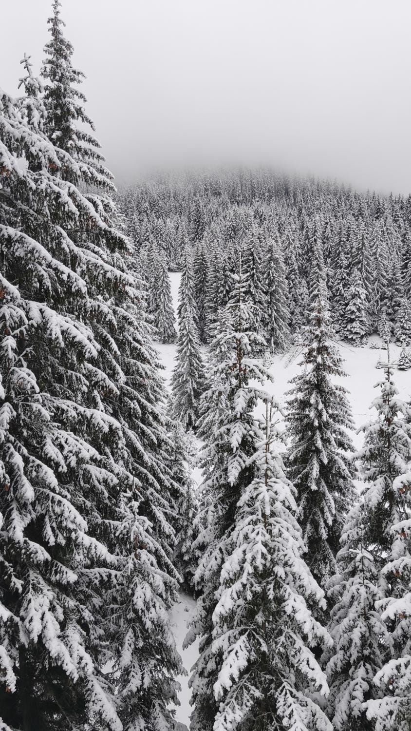 Natural landscape, Winter