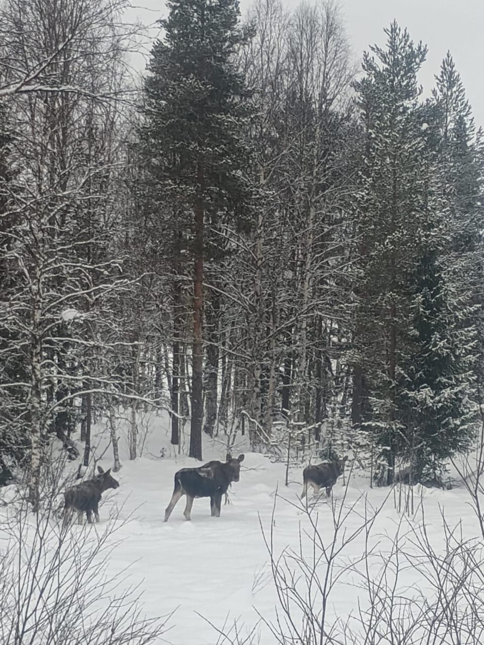 Natural landscape, Winter, Animals
