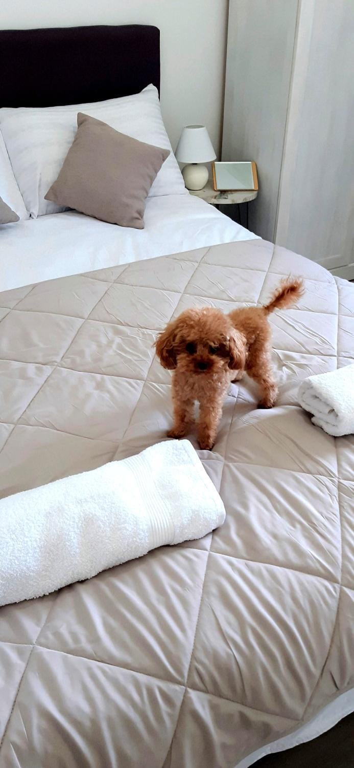 Bed, Photo of the whole room, Bedroom, Pets