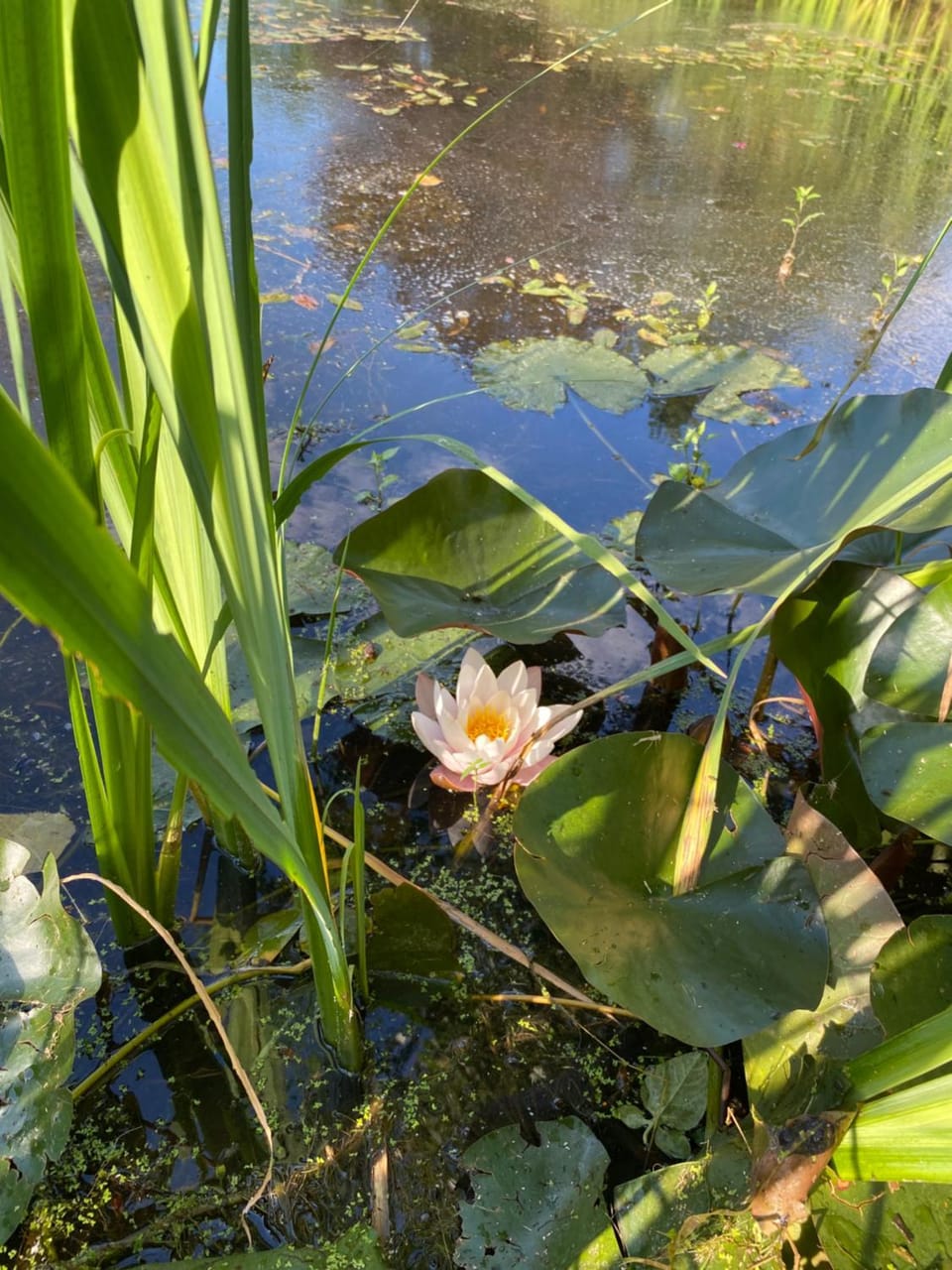 Natural landscape, Garden