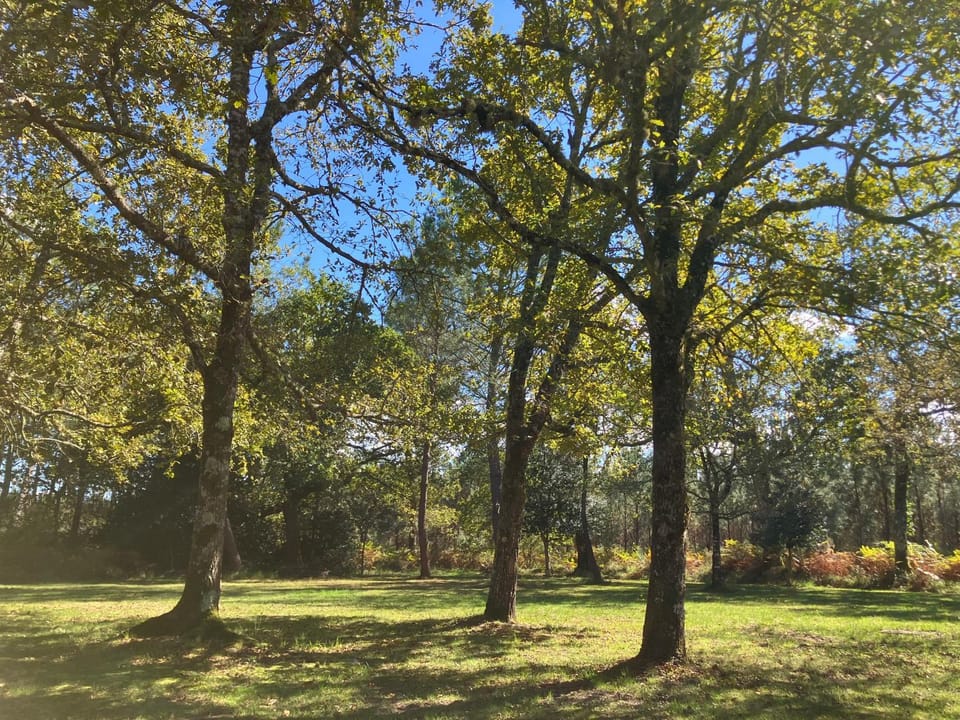Natural landscape, Garden, Garden view