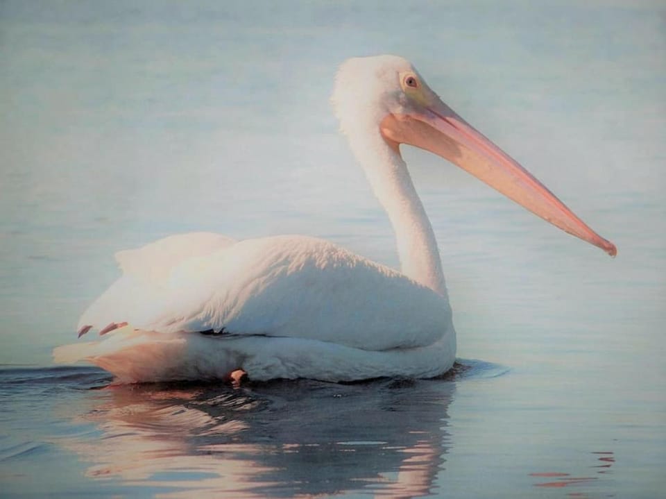 White Pelican A-1 Sunset views Apartment in Cedar Key
