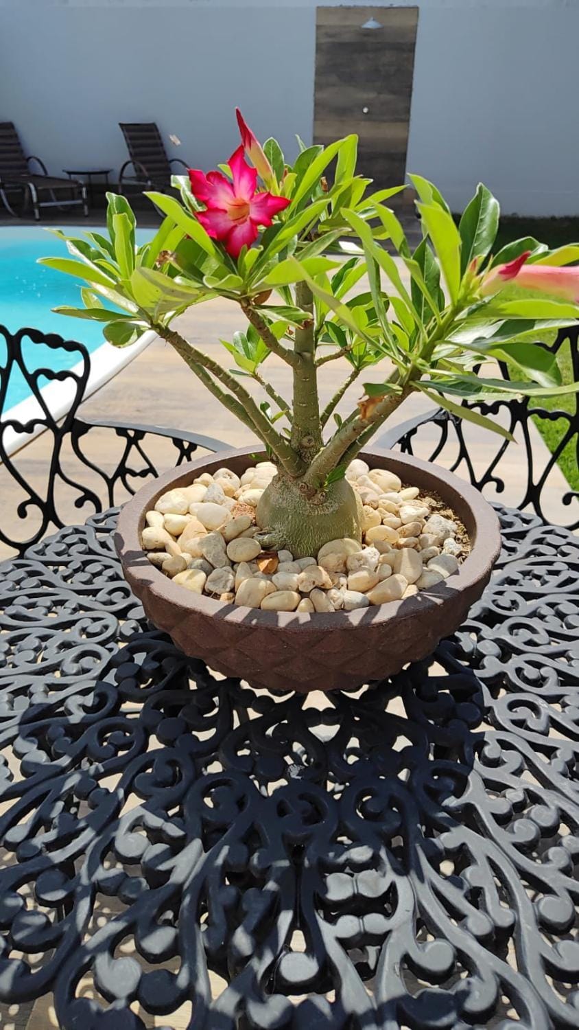 Day, Garden, Decorative detail, Garden view