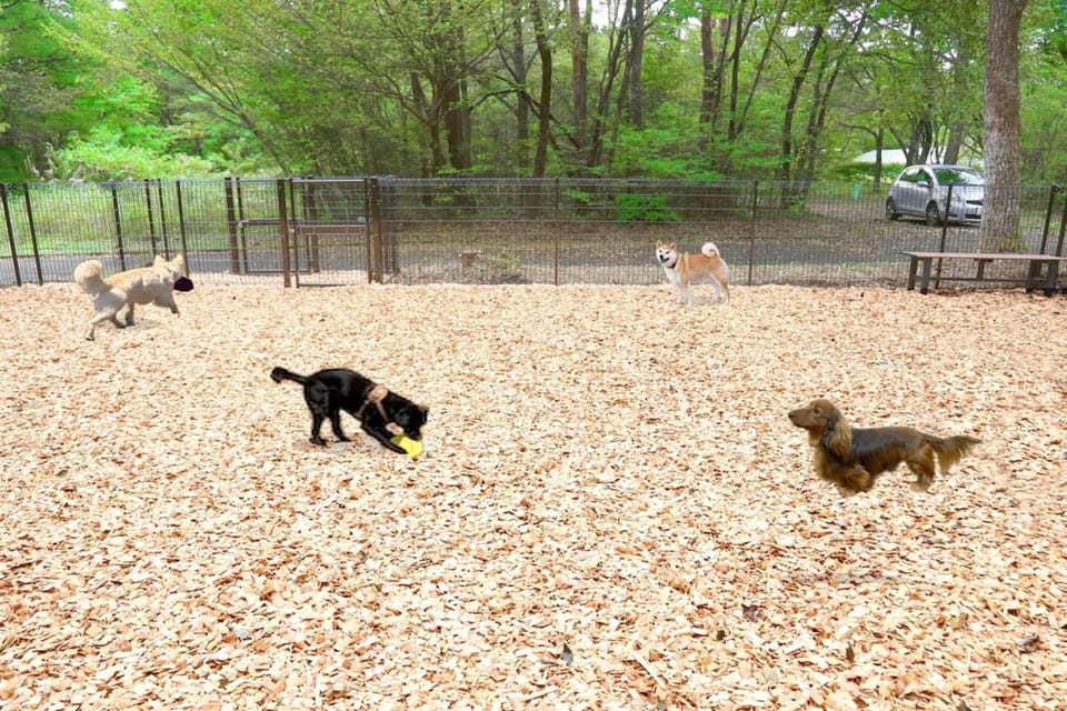 Pets