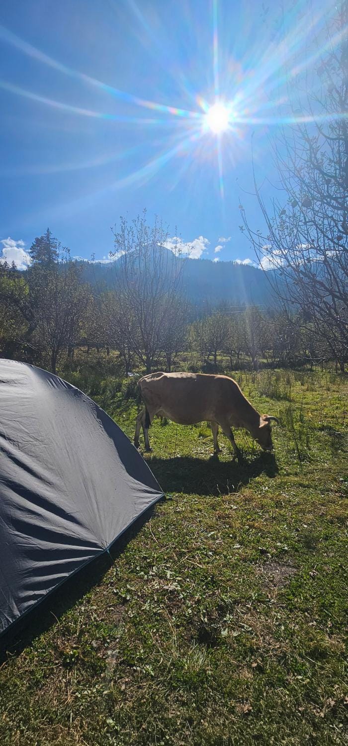 Hippy Hyde Kalga Bed and Breakfast in Himachal Pradesh