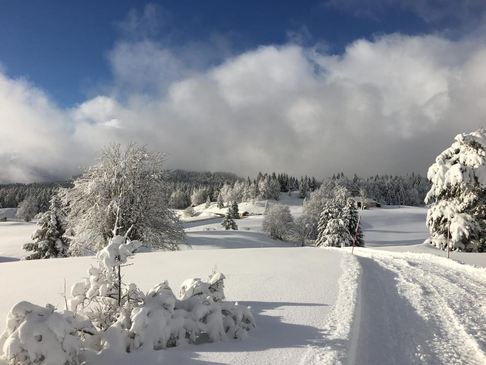 Natural landscape, Winter, Garden, Garden view, acessibility