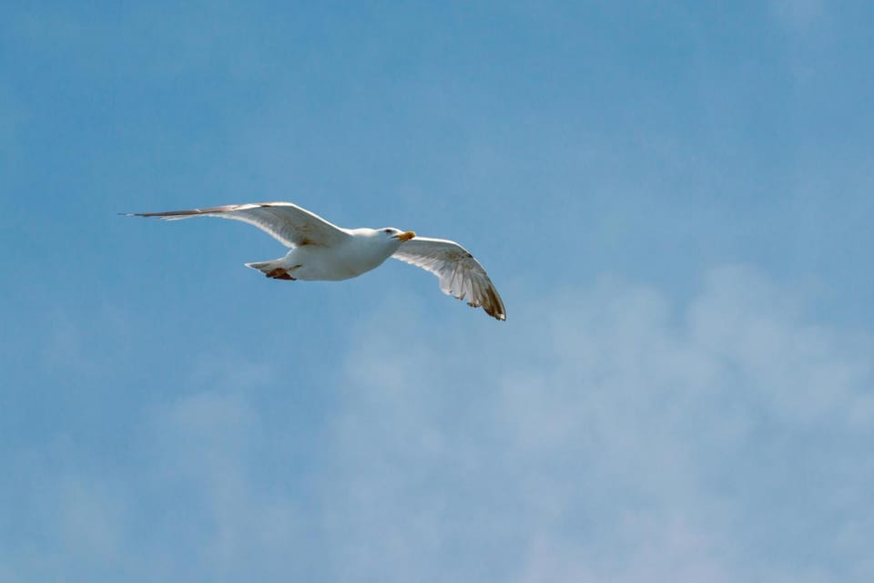 Domein 15 De Haan Nieuwmunster, 4-bedroom holiday house for up to 6 people, between Wenduine, 1 km, and De Haan, 2 km, 500 meters from the beach,15 min from Bruges, Ostend and Knokke, fenced garden, bed linen and towels provided, pet allowed, on demand House in De Haan