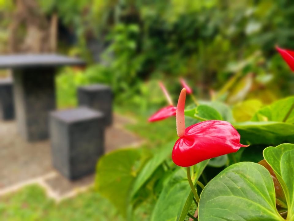 Abhilashi Guest house Villa in Mirissa