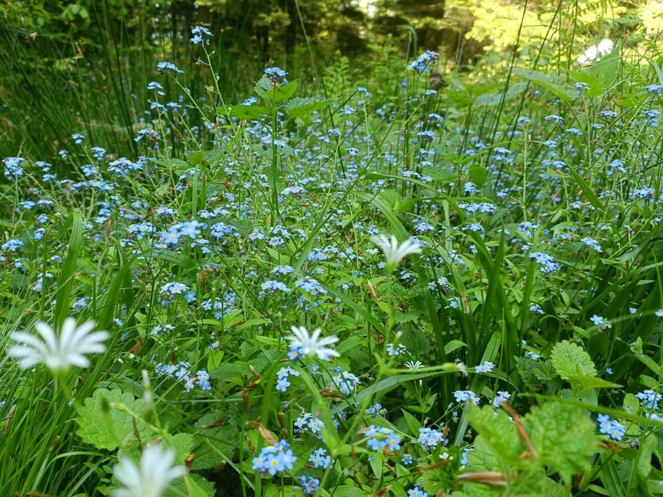 Spring