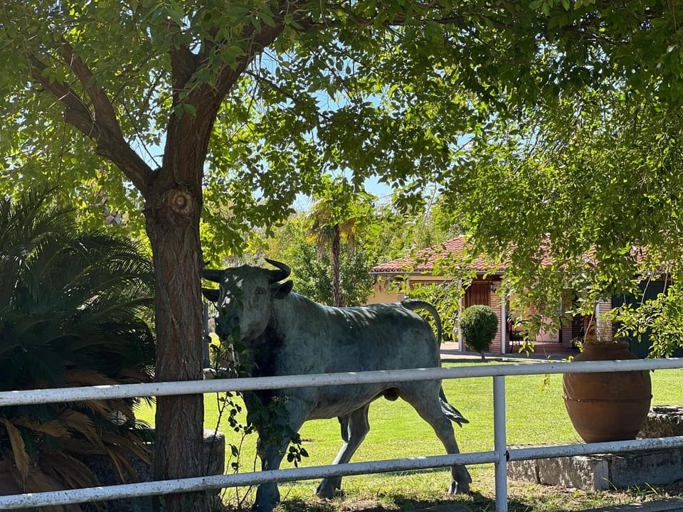 Animals