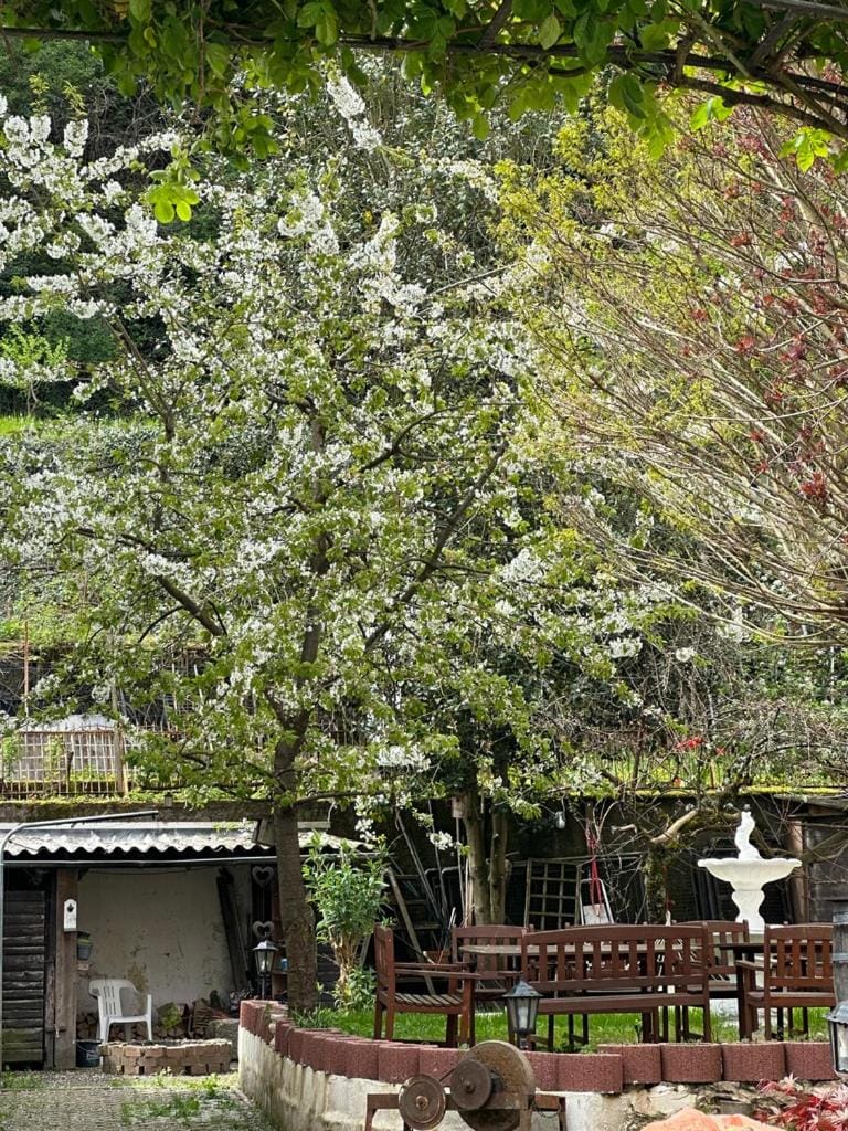 Garden, Garden view