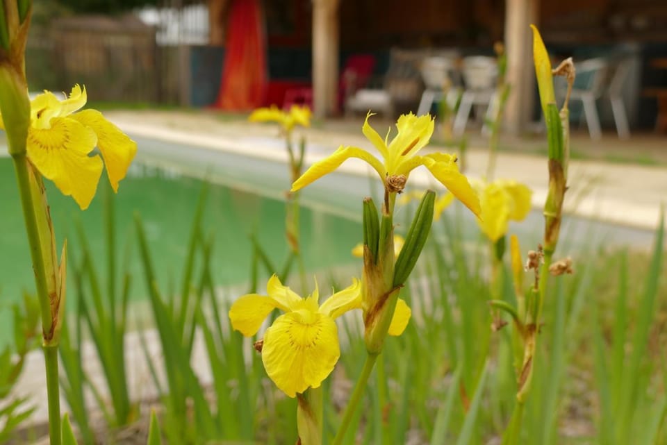 La baignade aux iris House in Le Bugue