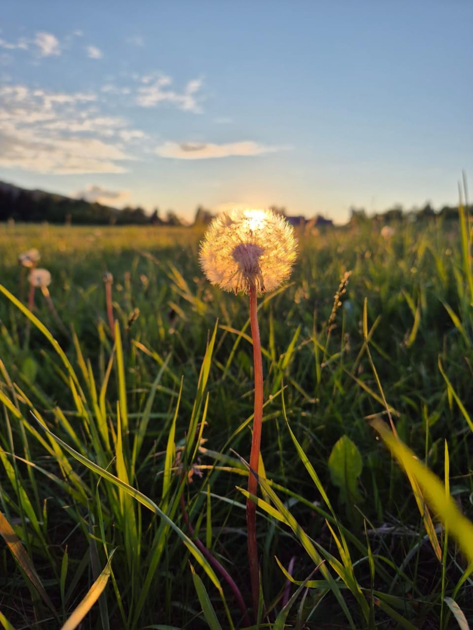 Day, Natural landscape, Summer, Garden