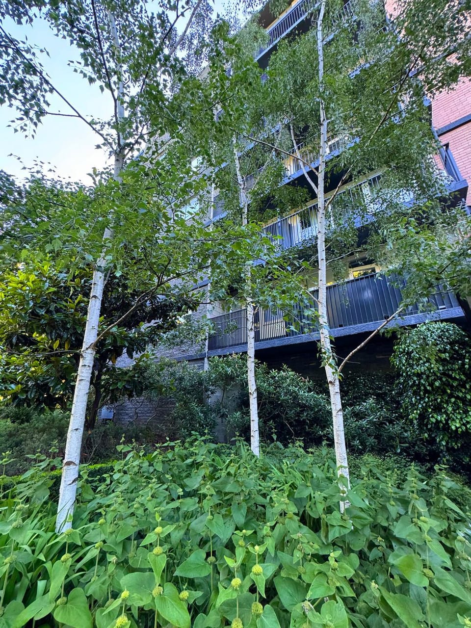 Garden view