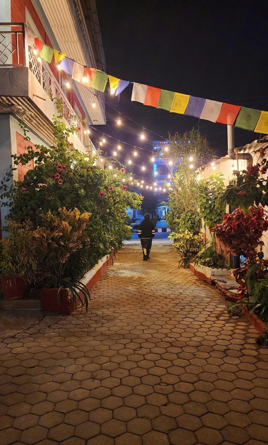 Night, Garden, Garden view