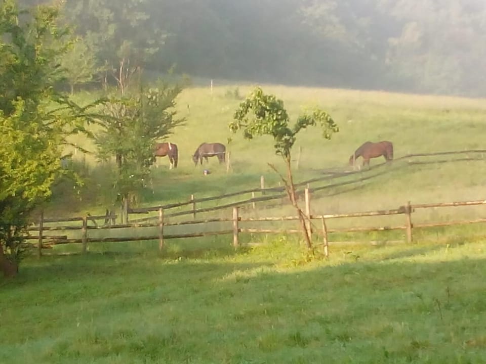 Pferdehof in der Oststeiermark House in Styria