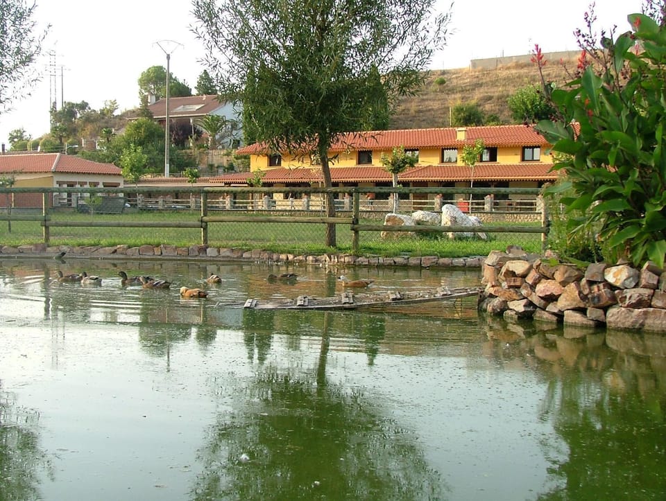 Animals, Lake view