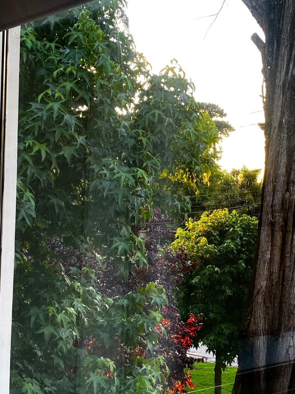 Garden view