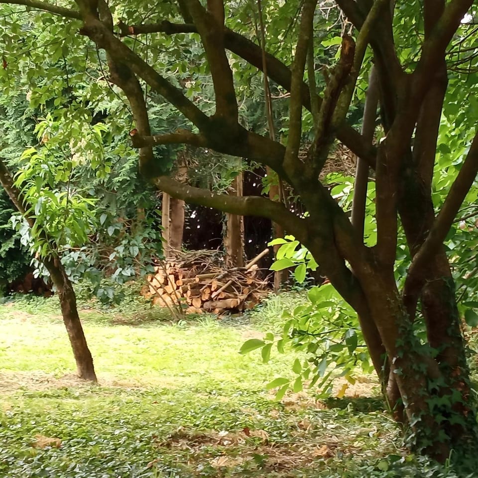 Natural landscape, Garden, Garden, Garden view, Garden view