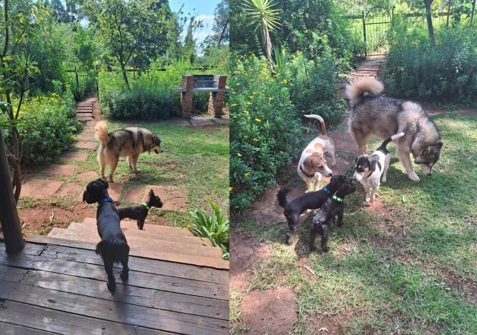 Pets, pet friendly, pet friendly