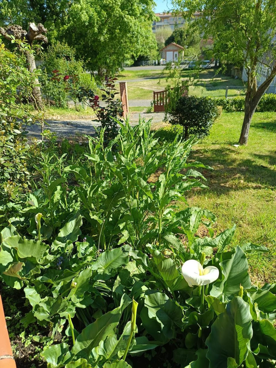 Garden view