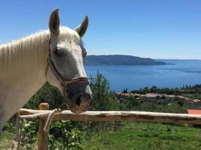 Horse-riding, Horse-riding, Animals