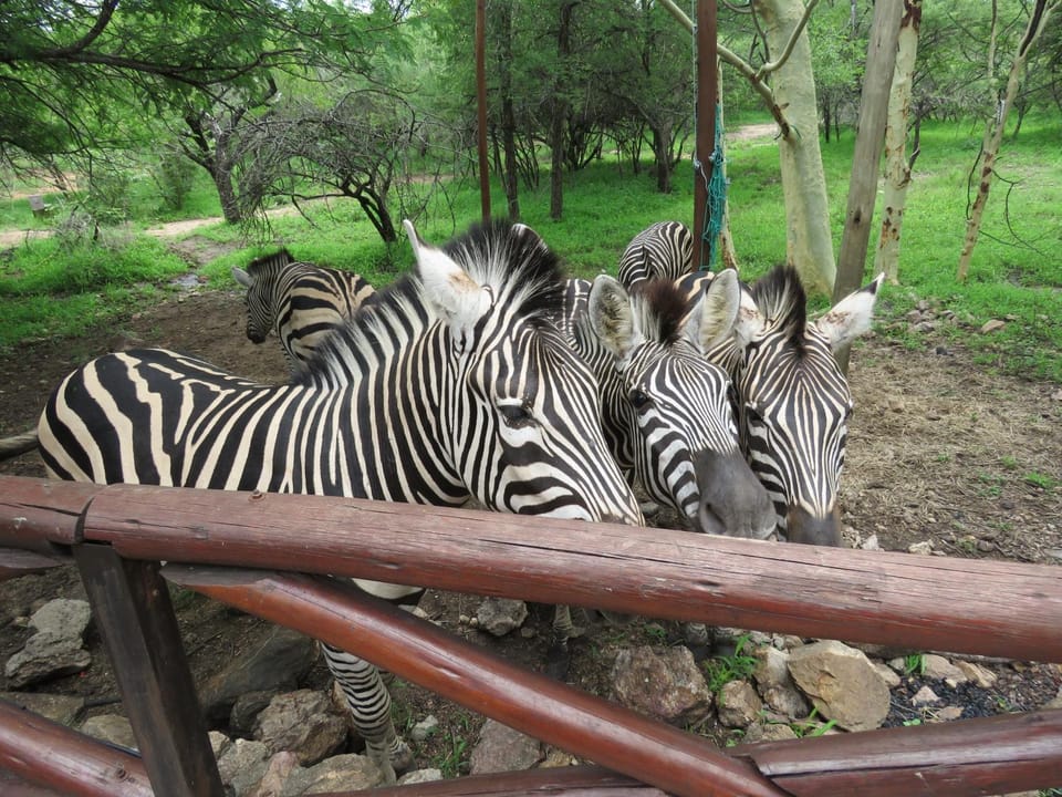 Natural landscape, Animals