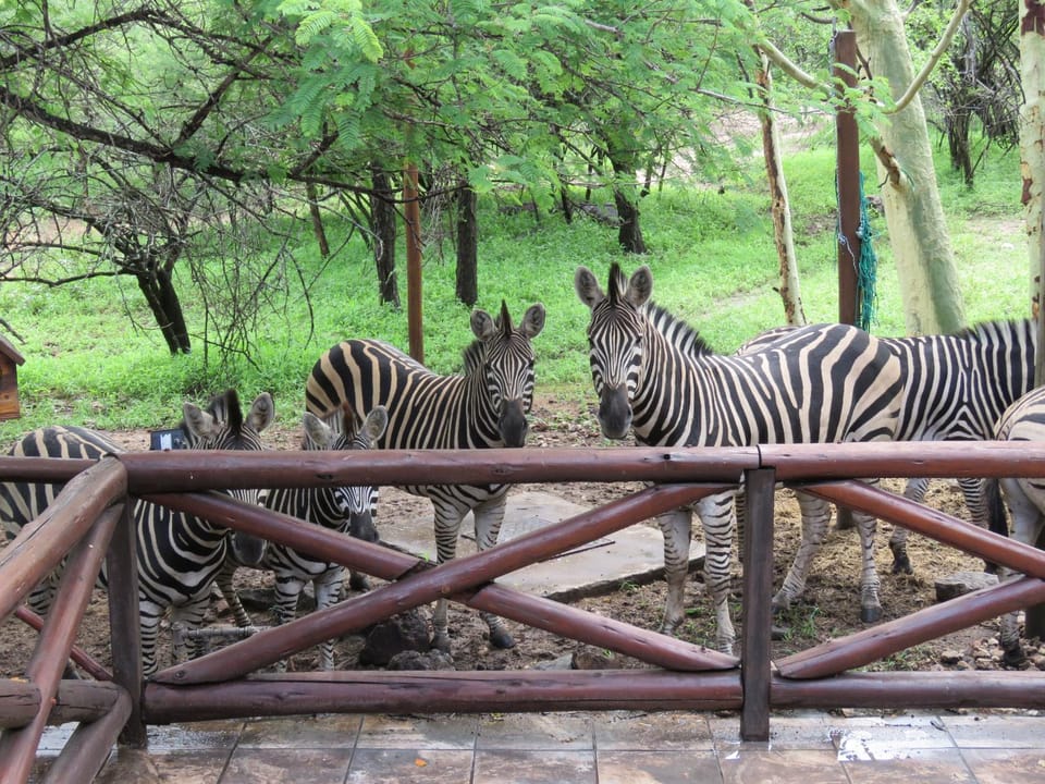 Natural landscape, Animals