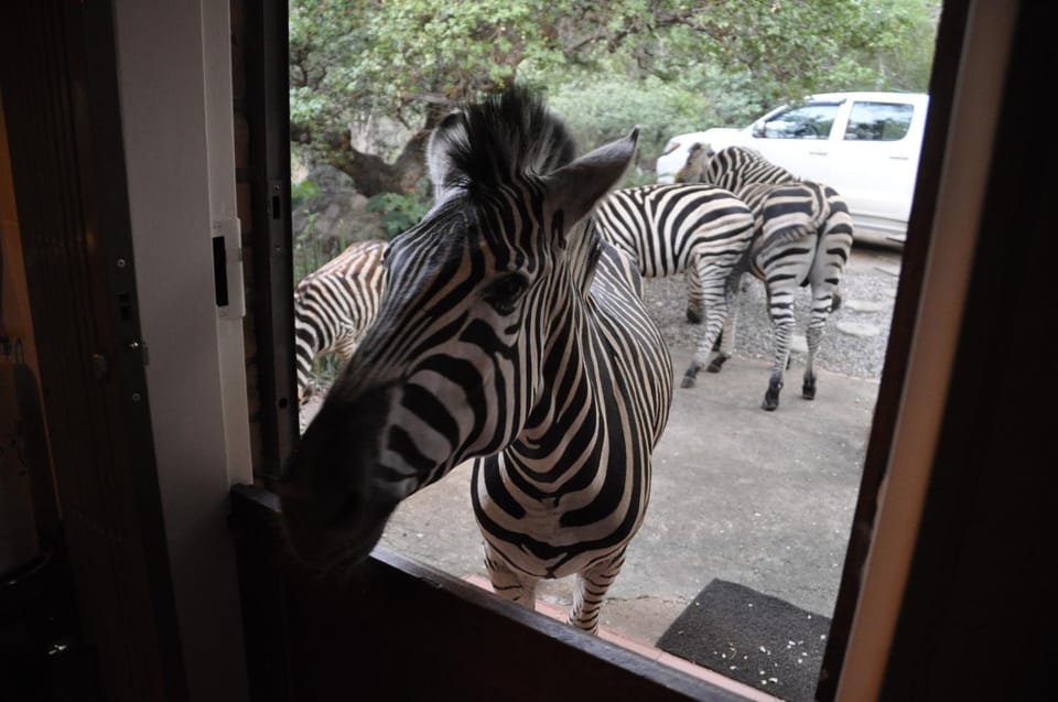 Other, Animals