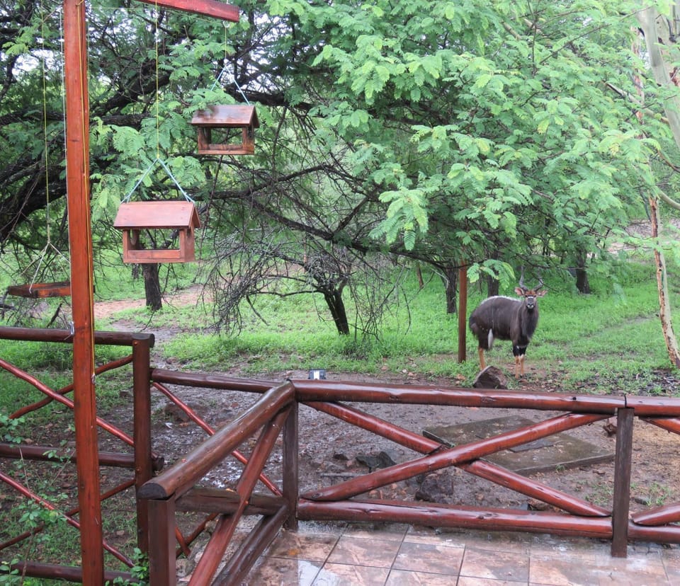 Natural landscape, View (from property/room), Animals