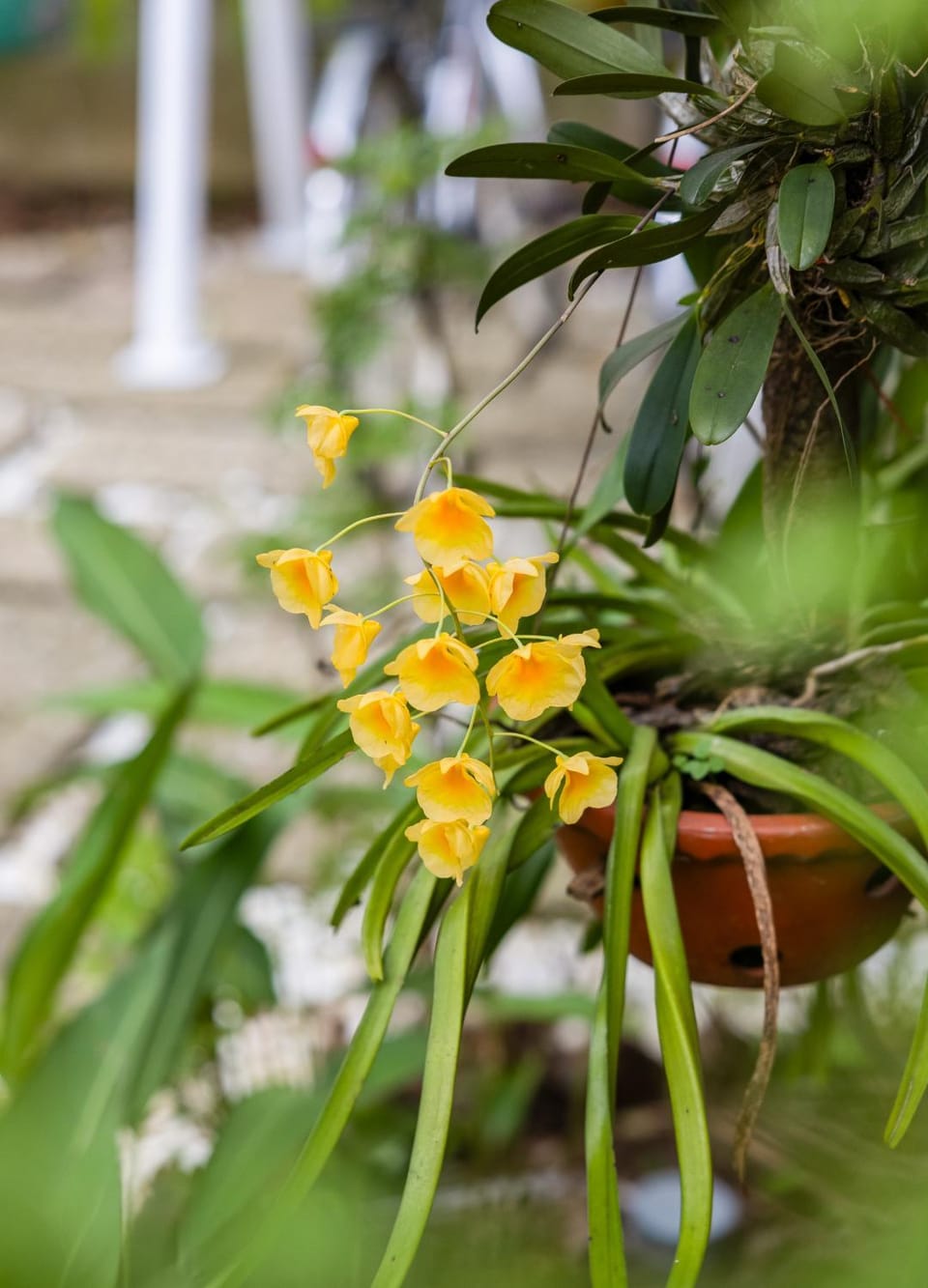 Spring, Day, Garden, Garden view