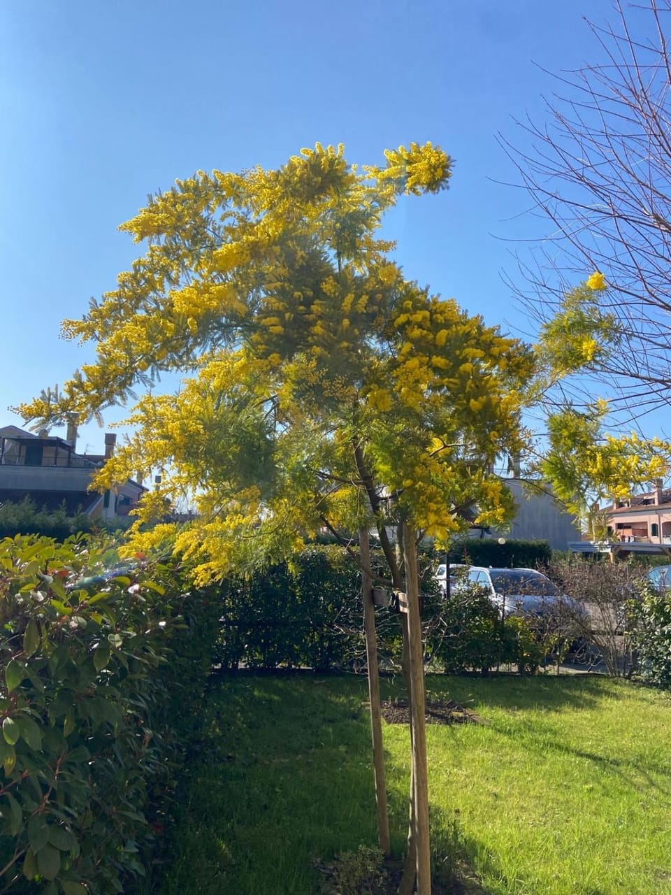 Spring, Garden, Garden view