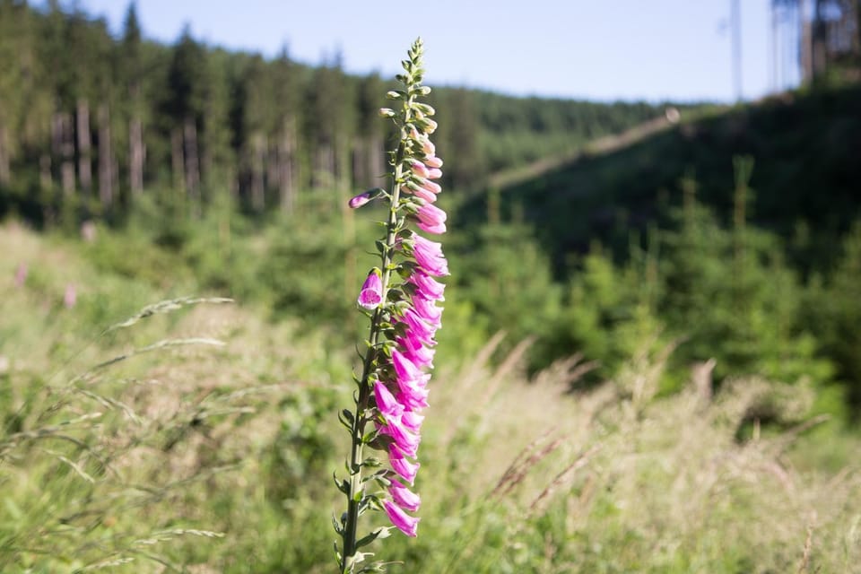 Ferienwohnung Tannenblick 2-4 Apartment in Thuringia, Germany