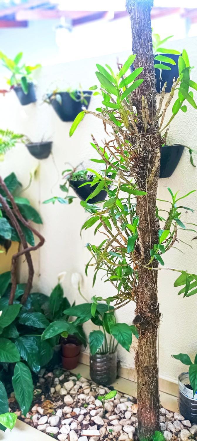 Mini Garden kitnet House in State of Paraná
